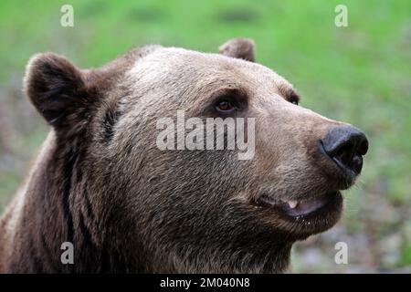 Stuer, Deutschland. 29.. November 2022. Michal, der 2011 aus dem Zoo Braniewo in Polen kam, ist im Müritz-Bärenwald unterwegs. Er wurde bei einem Kampf mit einem anderen Bären gebissen. Der Bärenwald mit derzeit 12 Bären ist täglich geöffnet, derzeit befinden sich vier Bären im Winterschlaf. Kredit: Bernd Wüstneck/dpa/Alamy Live News Stockfoto