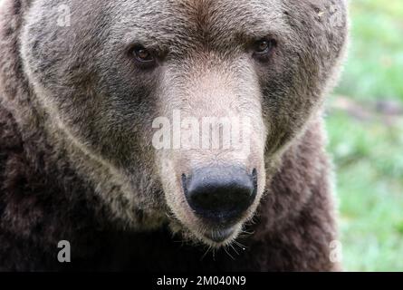 Stuer, Deutschland. 29.. November 2022. Rocco ist unterwegs in seinem Gehege im Bärenwald von Müritz. Rocco kam 2019 aus einem Hinterhof in Albanien hierher. Der Bärenwald mit derzeit 12 Bären ist täglich geöffnet, derzeit befinden sich vier Bären im Winterschlaf. (Zu dpa Besucher Magnet Braunbären: 96.000 Gäste - Tickets bald teurer) Guthaben: Bernd Wüstneck/dpa/Alamy Live News Stockfoto