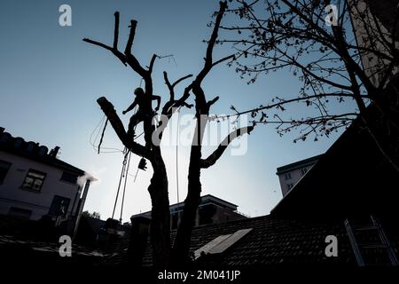 Die Silhouette des Baumpflegers, der Ast mit Kettensäge und Sicherheitsleinen im städtischen Umfeld schneidet. Holzfäller, der mit der Motorsäge arbeitet, während eines schönen sonnigen Morgens Stockfoto