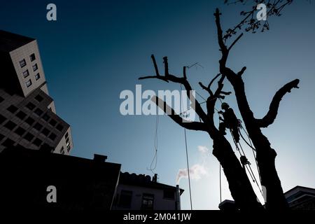 Die Silhouette des Baumpflegers, der Ast mit Kettensäge und Sicherheitsleinen im städtischen Umfeld schneidet. Holzfäller, der mit der Motorsäge arbeitet, während eines schönen sonnigen Morgens Stockfoto