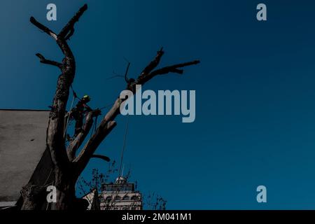Die Silhouette des Baumpflegers, der Ast mit Kettensäge und Sicherheitsleinen im städtischen Umfeld schneidet. Holzfäller, der mit der Motorsäge arbeitet, während eines schönen sonnigen Morgens Stockfoto