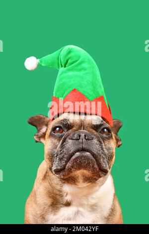 Süßer französischer Bulldog mit Weihnachtselfenmütze vor grünem Hintergrund Stockfoto