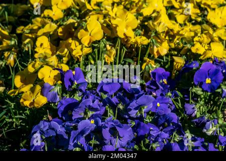 Gelbe und blaue Violas im Stadtgarten Stockfoto