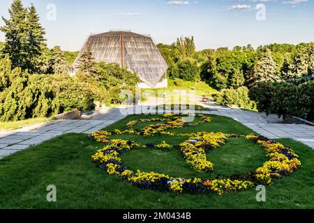 Gelb-blaues Blütenbad der Violas im Stadtgarten Stockfoto