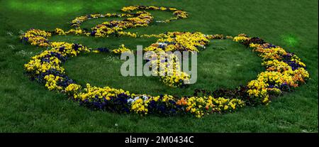 Gelb-blaues Blütenbad der Violas im Stadtgarten Stockfoto