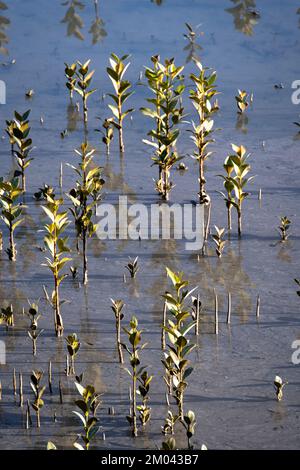 Kleine Mangrovenbäume, Orewa-Flussmündung, Auckland, Nordinsel, Neuseeland Stockfoto