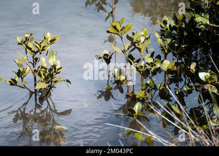 Kleine Mangrovenbäume, Orewa-Flussmündung, Auckland, Nordinsel, Neuseeland Stockfoto