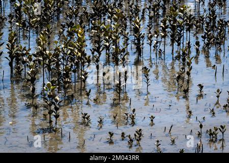 Kleine Mangrovenbäume, Orewa-Flussmündung, Auckland, Nordinsel, Neuseeland Stockfoto