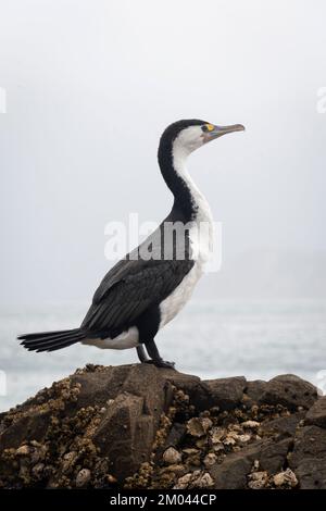 Pied Shag auf Felsen, Tiritiri Matanga Island, Auckland, Nordinsel, Neuseeland Stockfoto