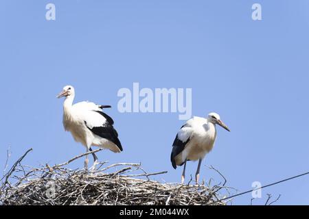 Storch kehrt in den Frühjahrsmonaten in ihre Nester zurück, das Storchnest Stockfoto