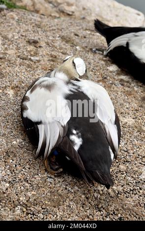 Ein schlafender männlicher Spectacled Eider (Somateria fischeri) auf einem Pfad neben einem See in einem Feuchtgebiet in Südengland Stockfoto