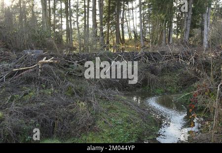 Europäischer Biber (Castor-Faser)-Staudamm, aufgrund von Stauschwemmungen im Wald, Allgäu, Bayern, Deutschland, Europa Stockfoto