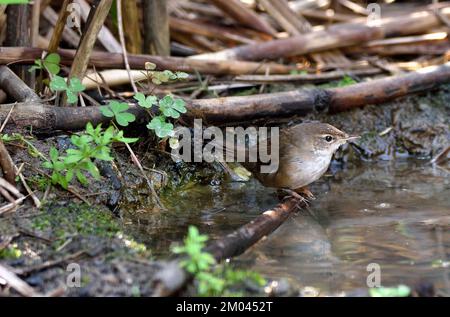 Ein Baikal Bush Warbler (Locustella davidi), der im Begriff ist, in einem kleinen Becken in Nordthailand zu baden Stockfoto