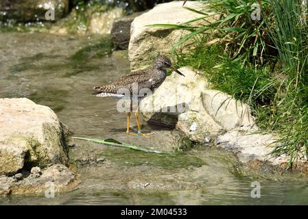 Ein gemeiner Rotschenkel (Tringa totanus) in einem kleinen Felsenbecken in Südengland Stockfoto