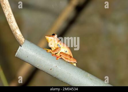 Dieser hübsche kleine Baumfrosch mit rotem Netz wurde in der Nähe unserer Unterkunft im Mae Wong Nationalpark in Westthailand gesehen Stockfoto