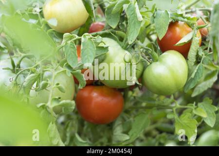 Schöne rote reife Erbstück Tomaten in einem Gewächshaus angebaut. Stockfoto