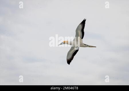 Australasischer Gannet im Flug, Waiheke Island, Auckland, Nordinsel, Neuseeland Stockfoto