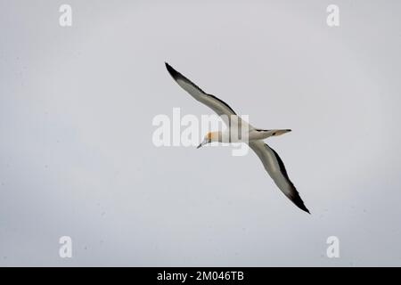 Australasischer Gannet im Flug, Waiheke Island, Auckland, Nordinsel, Neuseeland Stockfoto