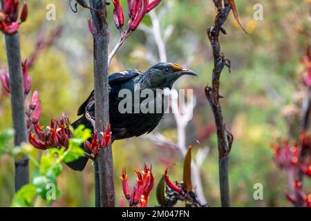 TUI füttert Flachsblumen, Waiheke Island, Auckland, Nordinsel, Neuseeland. Beachten Sie den orangefarbenen Nektar auf dem Tuis-Kopf. Stockfoto