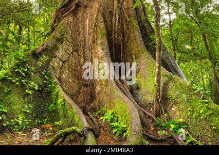 30 Meter hoher Kapok-Baumwoll-Baum (Ceiba pentandra) im Regenwald des Arenal Nationalparks, La Fortuna, Alajuela, Costa Rica, Mittelamerika Stockfoto