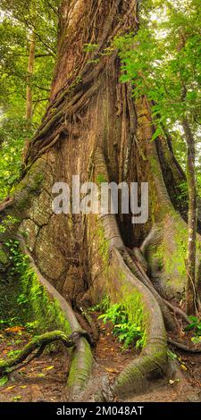 30 Meter hoher Kapok-Baumwoll-Baum (Ceiba pentandra) im Regenwald des Arenal Nationalparks, La Fortuna, Alajuela, Costa Rica, Mittelamerika Stockfoto