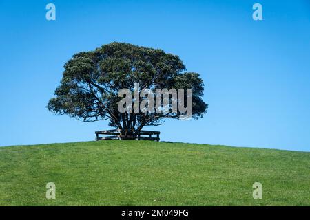 Lone Tree on Hill top, Shakespear Regional Park, Whangaparaoa Peninsular, Auckland, North Island, Neuseeland Stockfoto