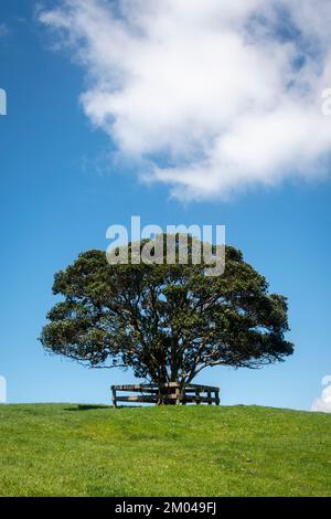 Lone Tree on Hill top, Shakespear Regional Park, Whangaparaoa Peninsular, Auckland, North Island, Neuseeland Stockfoto