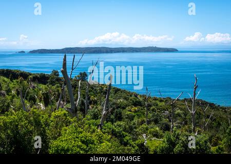 Tierschutzgebiet Tiritiri Matangi Island im Shakespear Regional Park, Whangaparaoa Halbinsel, Auckland, Nordinsel, Neuseeland Stockfoto