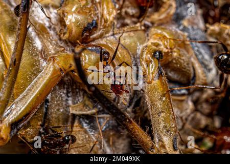 Erwachsene weibliche Großkopf-Ameisen der Gattung Pheidole, die eine Zikada ausbeuten Stockfoto