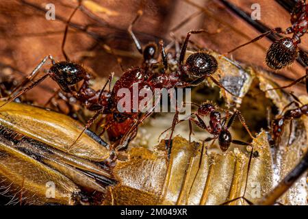 Erwachsene weibliche Großkopf-Ameisen der Gattung Pheidole, die eine Zikada ausbeuten Stockfoto