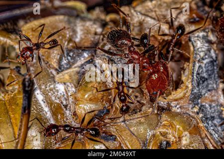 Erwachsene weibliche Großkopf-Ameisen der Gattung Pheidole, die eine Zikada ausbeuten Stockfoto