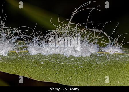 Kleine Weißfische Insekten der Familie Aleyrodidae Stockfoto