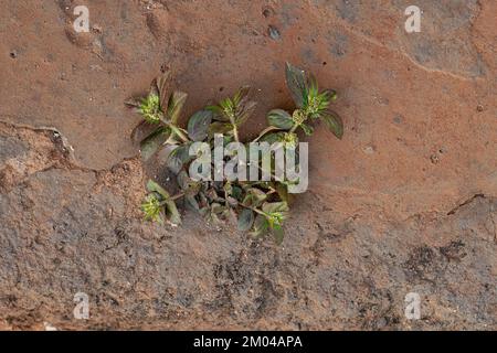 Kleine Asthmapflanze der Art Euphorbia hirta Stockfoto