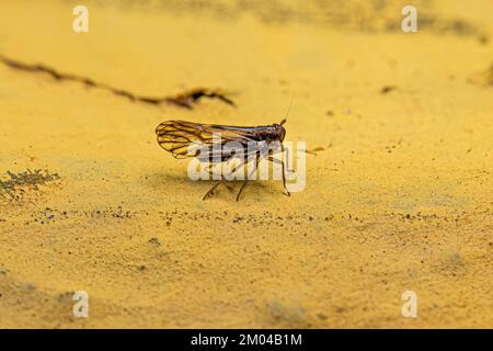 Adulte Delphid Planthopper Insekte der Familie Delphinae Stockfoto