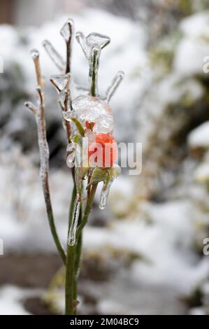 Orange - Rosenblüte und Blätter, die nach unerwartetem Morgenfrost mit einer Eisschicht bedeckt sind. Früher Winter im Garten. Kaltes Wetter, Vitalität, E Stockfoto