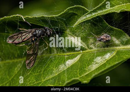 Kleine Meshweaver-Spinne der Familie Dictynidae, die auf einer erwachsenen Soldatenfliege der Art Hermetia albitarsis ausbeutet Stockfoto