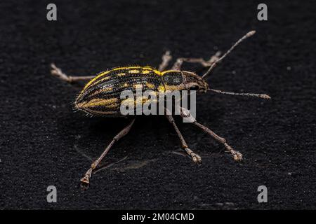 Adulter Breitnasen-Weevil des Stammes Naupactini Stockfoto