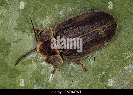 Erwachsener Firefly Beetle der Familie Lampyridae Stockfoto