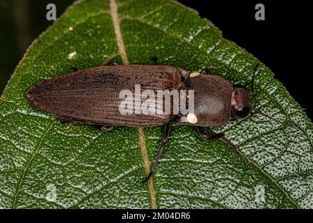 Adult Fire Click Käfer der Tribe Pyrophorini Stockfoto