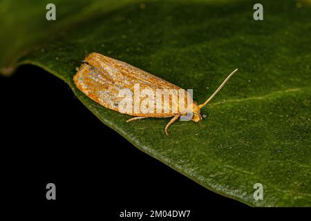 Adulte Tortricine Leafroller Moth der Familie Tortricidae Stockfoto