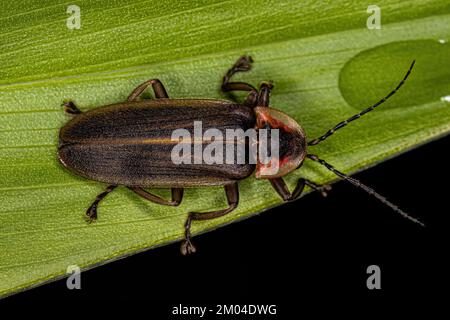 Erwachsener Firefly Beetle der Familie Lampyridae Stockfoto