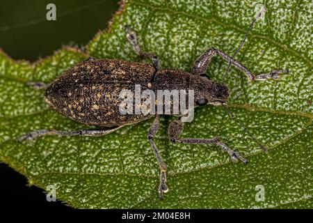 Adulter Breitnasen-Weevil des Stammes Naupactini Stockfoto