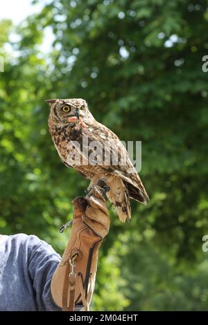 Eule mit rohem Fleisch im Schnabel auf dem Lederhandschuh eines weiblichen Falken vor einem grünen Hintergrund, Vogeljagd während des Trainings, Kopierraum, s Stockfoto