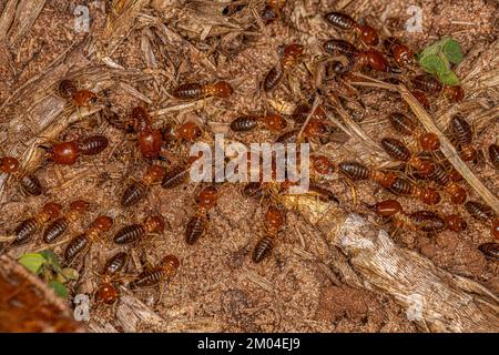 Erwachsene Jawsnouted Termiten der Art Syntermes molestus Stockfoto