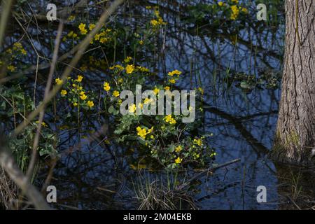 Blühende Marsholz (Caltha palustris) mit gelben Blumen im Frühling, dunkelblaues Wasser in einem Waldsee, Schönheit in der Natur, Umweltschutz Stockfoto