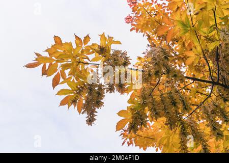 Blick von unten auf die gelben Herbstblätter von acer negundo oder den Box-Ältesten oder Boxelder-Ahorn Stockfoto
