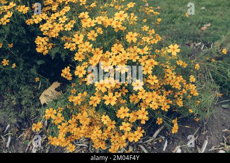 Blick auf blühende Blüten der Tagetes tenuifolia im Herbst Stockfoto