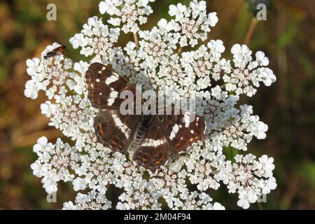 Der Map Butterfly (Araschnia levana) ist ein Schmetterling der Familie Nymphidae Stockfoto