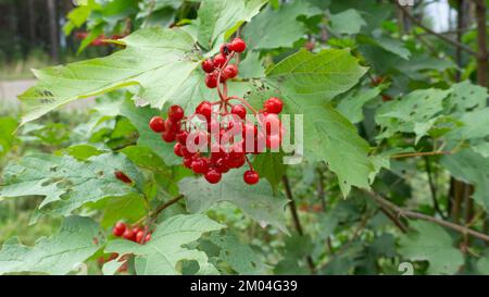 Rote Viburnum-Beeren, umgeben von grünem Laub. Stockfoto