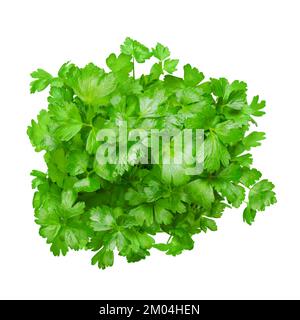 Flache Petersilie, isolierter Strauß, von oben. Petersilie mit hellgrünen und nicht zerknitterten Blättern. Petroselinum crispum, kultiviert als Küchenkraut. Stockfoto